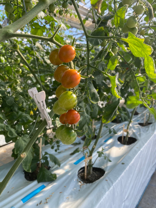 今シーズンのミニトマト🍅間もなくです