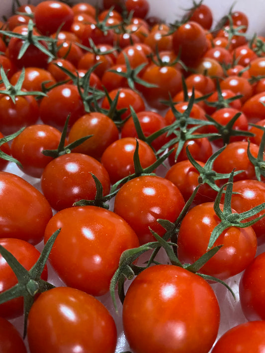 ミニトマト🍅の販売をスタートします